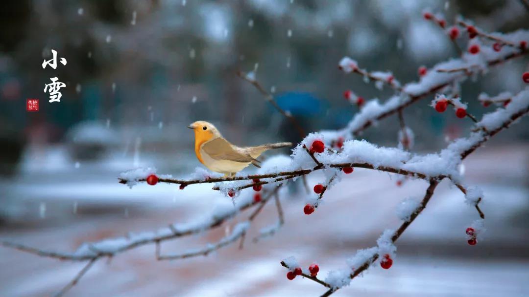 小雪 ▎等一地雪白，與歲月慢酌