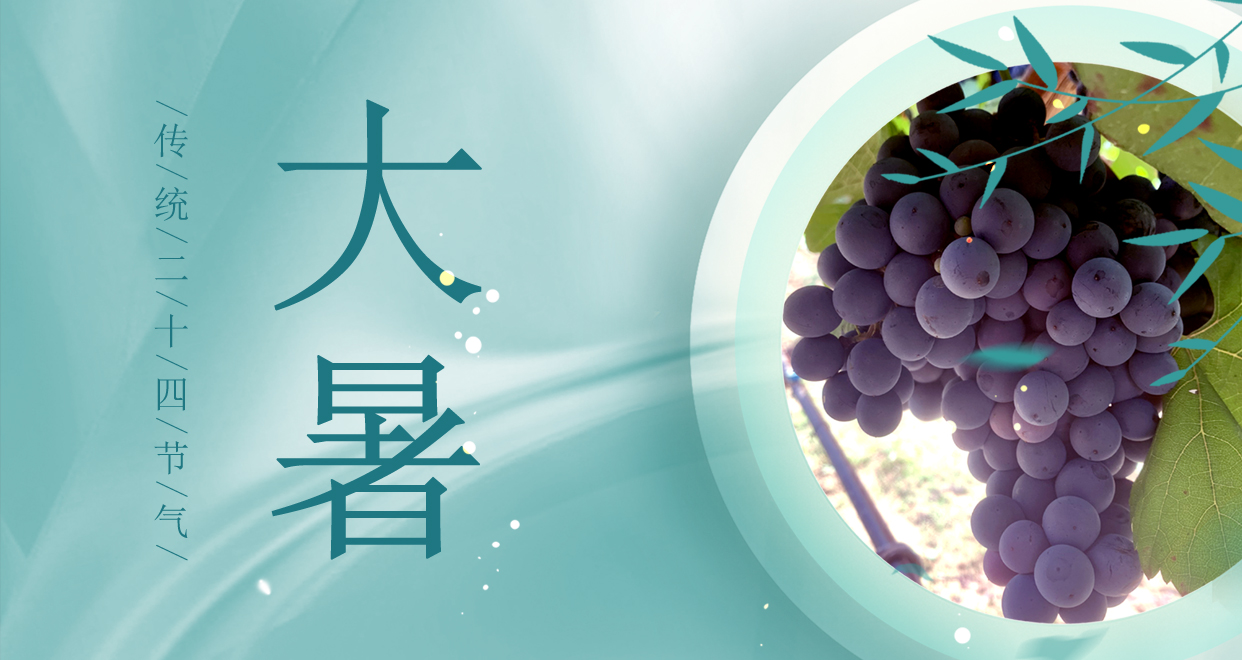 大暑 ▎時夏三伏盛，葡萄綴滿天