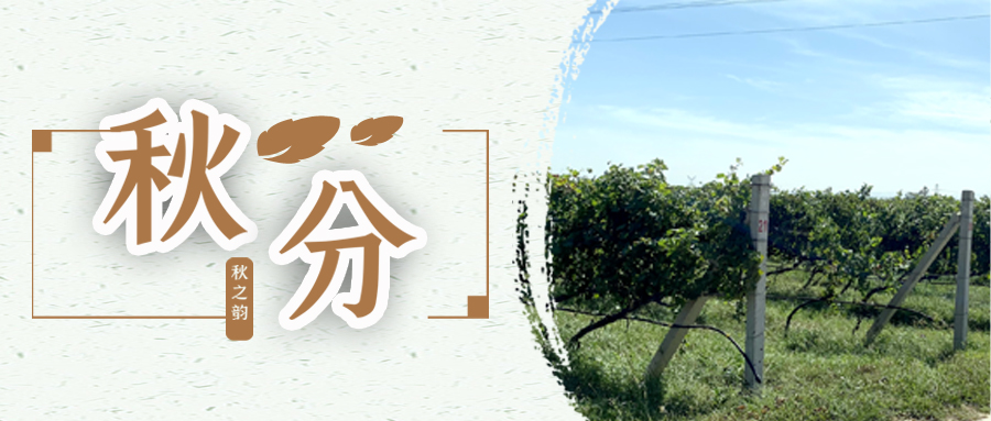 秋分 ▎秋分載萬物，葡園話豐收